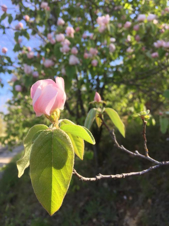 Gite La Cerise Qui Rit La Cresse Exteriör bild